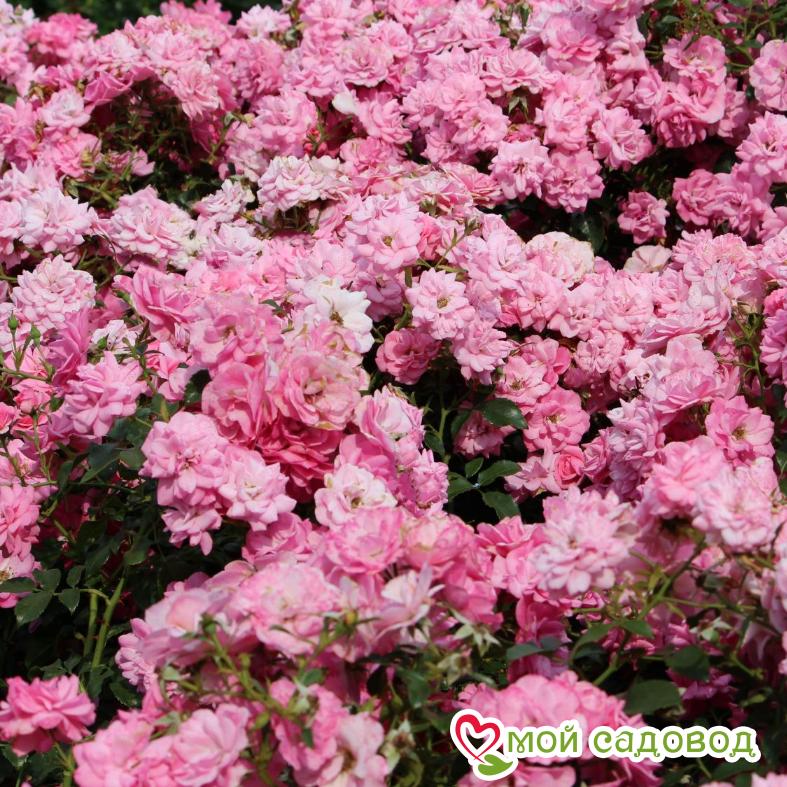 Роза Мирато