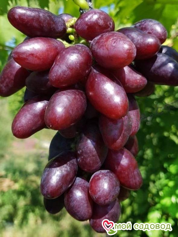 Виноград Яся