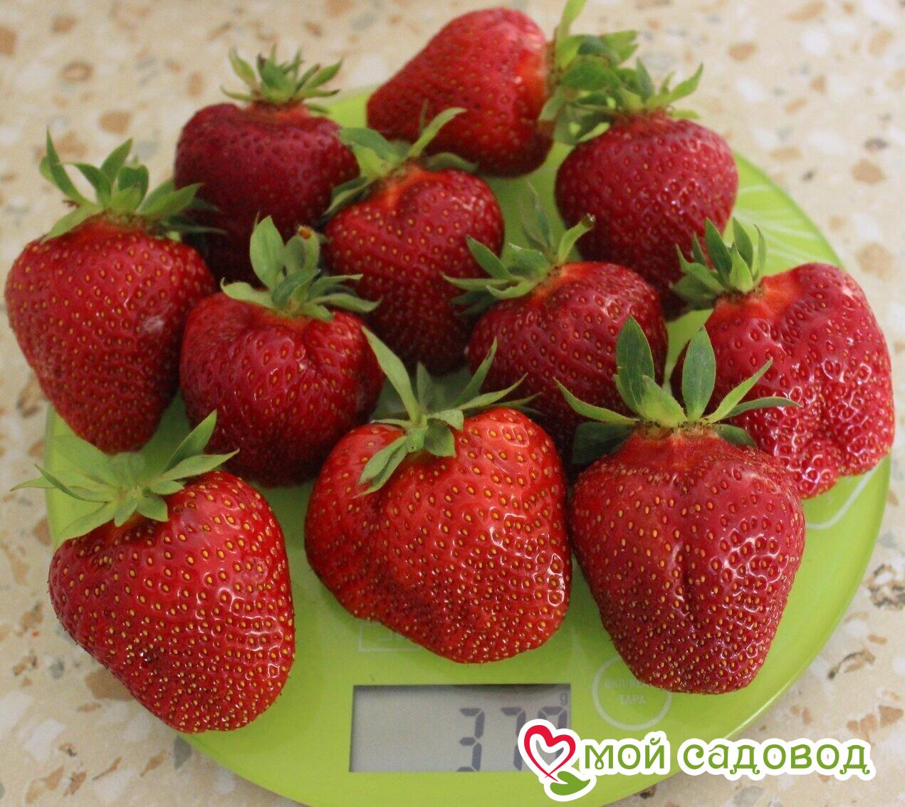 Клубника Клери (ранний сорт)