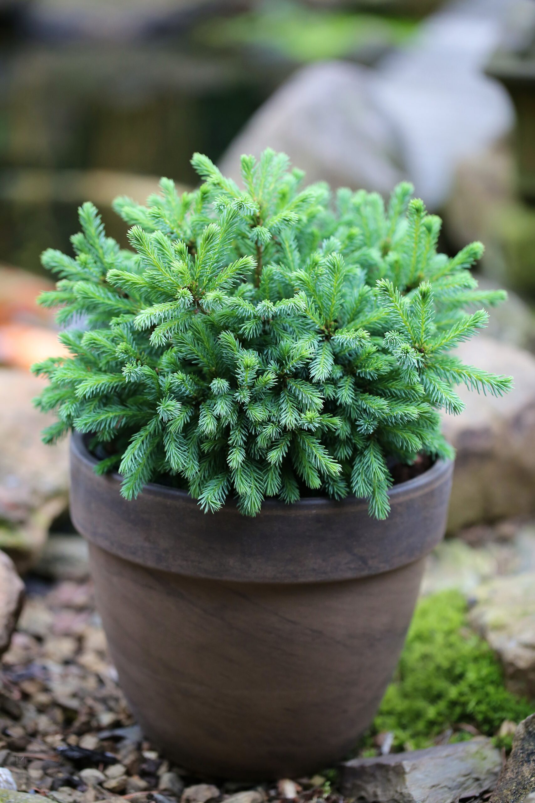 Ель Канадская Эхиниформис