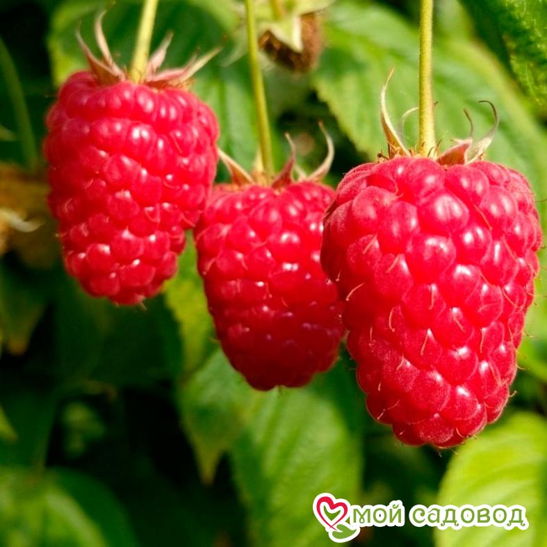 Малина Любетовская ЗКС